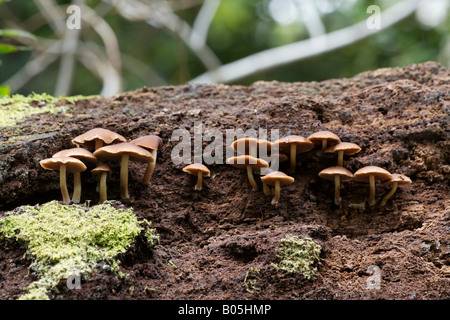 Zwei getönten Pholiota Pilze Stockfoto