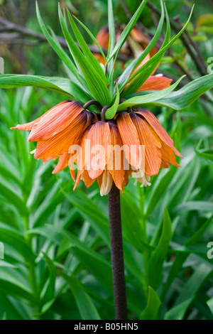 Fritillaria Imperialis 'Rubra' Kaiserkrone. Stockfoto