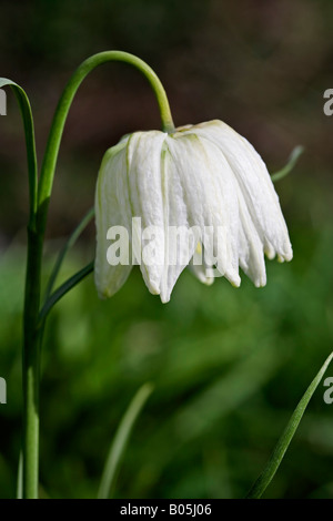 Fritillaria Meleagris Alba. Weiße Snakeshead fritillary Stockfoto