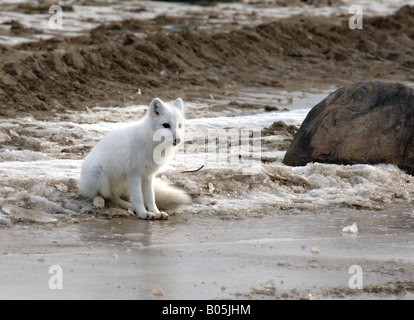 Manitoba Churchill ein Polarfuchs in der tundra Stockfoto