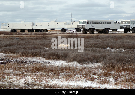 Manitoba Churchill Touristen auf der Tundra Buggy Erfahrung zu sehen, die Eisbären Stockfoto