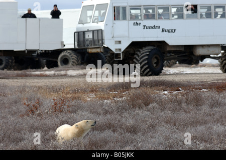 Manitoba Churchill Touristen auf der Tundra Buggy Erfahrung zu sehen, die Eisbären Stockfoto