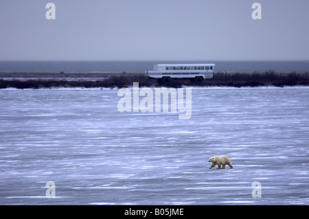 Manitoba Churchill Touristen auf der Tundra Buggy Erfahrung zu sehen, die Eisbären Stockfoto