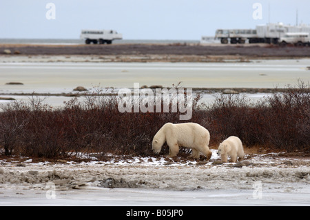 Manitoba Churchill Touristen auf der Tundra Buggy Erfahrung zu sehen, die Eisbären Stockfoto