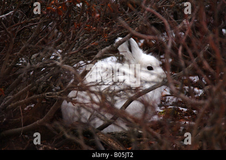 Manitoba-Churchill-Schneeschuh-Hase Stockfoto