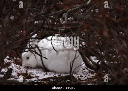 Manitoba-Churchill-Schneeschuh-Hase Stockfoto