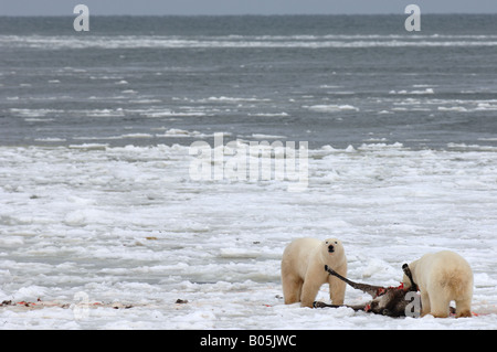 Manitoba Hudsonbai einzigartige Fotos von männlichen Eisbären Fütterung auf eine Karibu-Karkasse Stockfoto