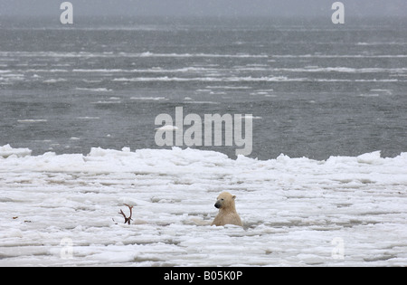 Manitoba Hudsonbai einzigartige Fotos von männlichen Eisbären Fütterung auf eine Karibu-Karkasse Stockfoto