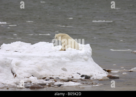 Churchill Manitoba Region ein einsamer Mann polar bear warten auf das Eis von der Hudson Bay zufrieren Stockfoto