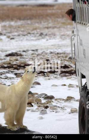 Manitoba Churchill Touristen auf der Tundra Buggy Erfahrung zu sehen, die Eisbären Stockfoto