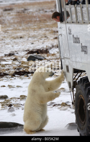 Manitoba Churchill Touristen auf der Tundra Buggy Erfahrung zu sehen, die Eisbären Stockfoto