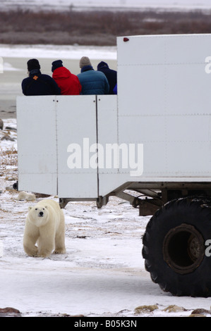 Manitoba Churchill Touristen auf der Tundra Buggy Erfahrung zu sehen, die Eisbären Stockfoto