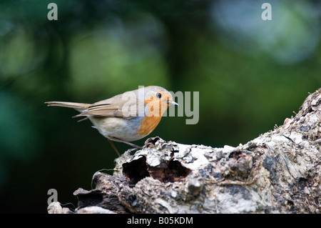 Robin (Erithacus Rubecula) Stockfoto