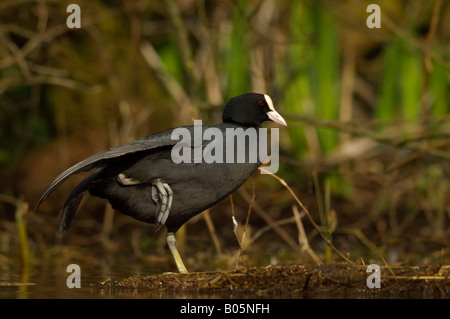 Blässhuhn - Fulica Atra - stretching, stehend auf einem teilweise untergetauchten Strohballen für die Algen Steuerung verwendet Stockfoto