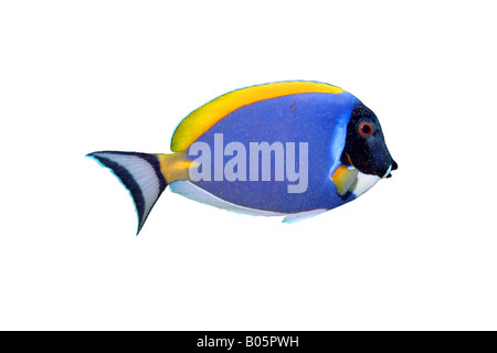 Nahaufnahme von den tropischen Fischen isoliert auf weiss Stockfoto