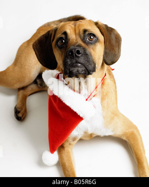 Hund mit Weihnachtsmütze Stockfoto
