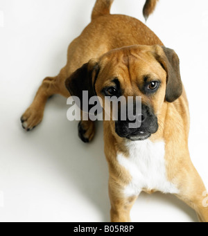 Porträt eines Hundes Stockfoto