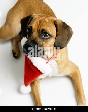Hund mit Weihnachtsmütze Stockfoto