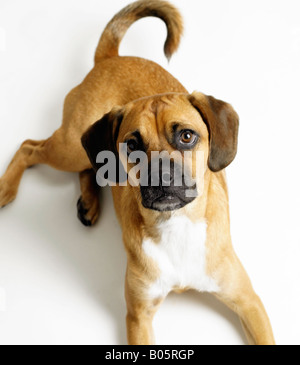 Porträt eines Hundes Stockfoto