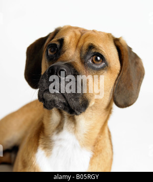 Porträt eines Hundes Stockfoto