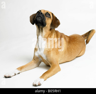 Porträt eines Hundes Stockfoto