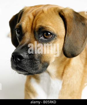 Porträt eines Hundes Stockfoto