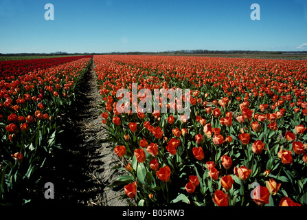 Niederländische Blumenfeldern mit rot und rot orange Tulpen in voller Blüte Stockfoto