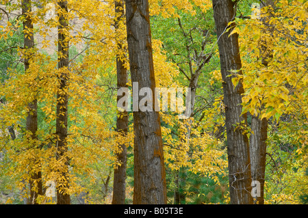 Pappeln im Herbst Yakima River Canyon Zentrum von Washington Stockfoto