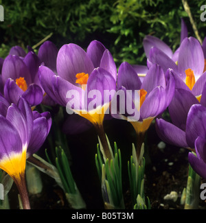 Blühenden Garten Lampe Crocus Sieberi Sublimus f Tricolor Tricolor Stockfoto