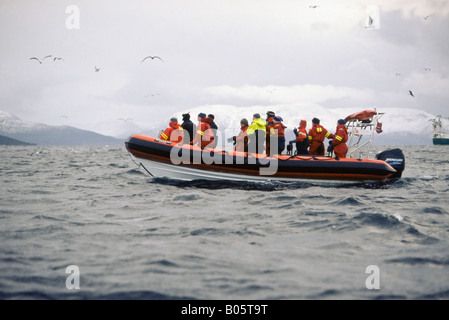 Whale-watching Öko-Touristen auf einer geschälten Festrumpfschlauchboot in Tysfjord Norwegen Stockfoto