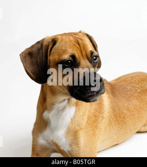 Portrait eines Hundes Stockfoto