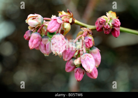 VACCINIUM CORYUMBOSUM NUI BLUEBERRY IN BLÜTE ENDE APRIL Stockfoto