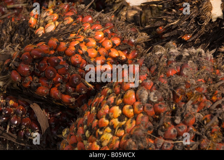 Palmöl in Kalimantan, Borneo Stockfoto