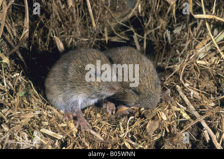 Feld Wühlmäuse Microtus Agrestis junge im nest cornwall Stockfoto