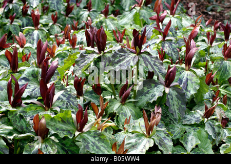 TRILLIUM CHLOROPETALUM Stockfoto