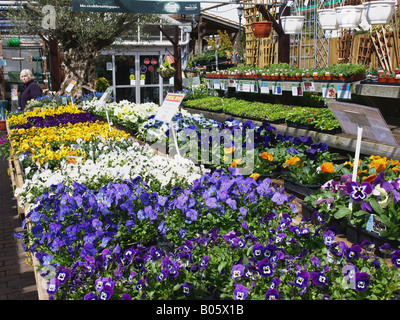 eine Gärtnerei mit displays von Stiefmütterchen und Bratschen Stockfoto