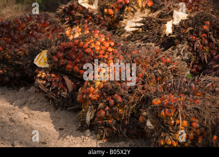 Palmöl in Kalimantan, Borneo Stockfoto