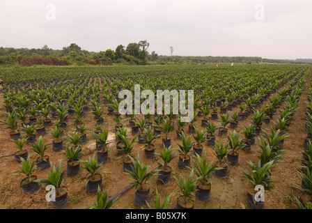 Palmöl in Kalimantan, Borneo Baumschule Stockfoto