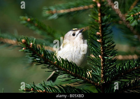 Wintergoldhähnchen (Regulus Regulus) Kiefer Stockfoto