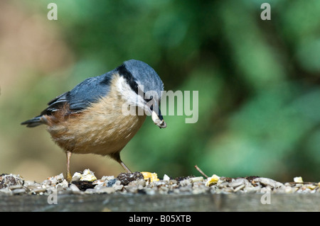 Kleiber (Sitta Europaea) am Futtertisch Stockfoto