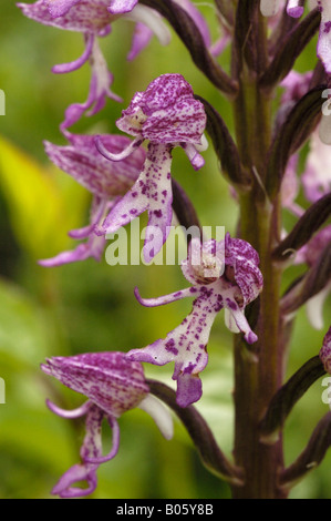 Lady Orchidee / Monkey Orchidee Hybrid, Orchis Purpurea X simia Stockfoto