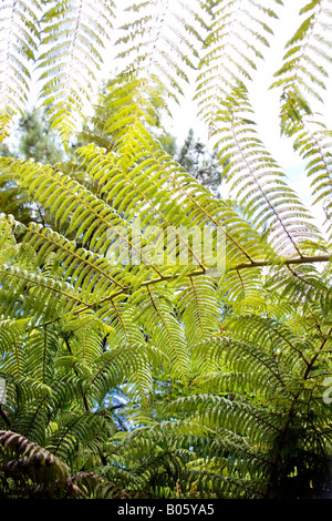 Farne im Naturreservat Cathedral Cove Stockfoto