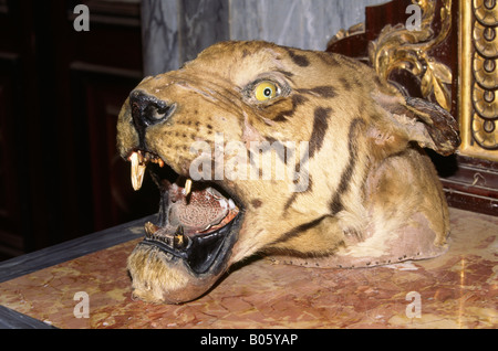 Indien Gujerat Bhuj Tiger Head Trophy in Aina Mahal Palast Stockfoto