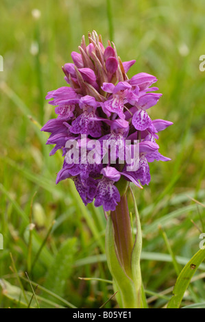 Western Marsh Orchidee Dactylorhiza kerryensis Stockfoto