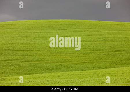 Dunkle Wolken über üppig grüne toskanische Landschaft in der Provinz Siena, Toskana, Italien, Europa bedroht. Stockfoto
