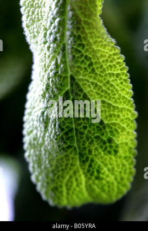 "GOLDENE SALBEI (SALVIA OFFICINALIS 'ICTERINA')" Stockfoto