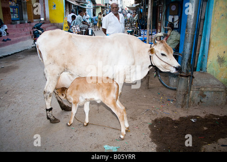 Kuh Spanferkel eine Kalb in einer Straße, Madurai, Tamil Nadu, Indien Stockfoto