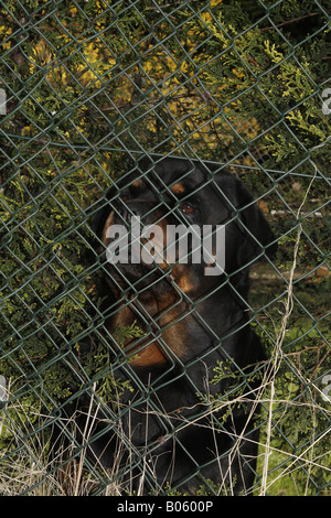 Rottweiler hinter Zaun Stockfoto