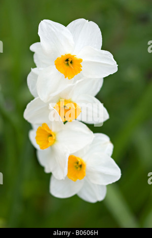 Porträt von vier weißen Narzissen (Narcissus) mit gelben Trompeten, die im Garten im Frühling blühen Stockfoto