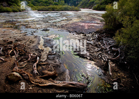 Strom und Wasser Unkraut in eine Schwefel-Grube bei Wai O Tapu heiligen Wassern, See Ngakoro in Rotorua Bereich führt. Stockfoto